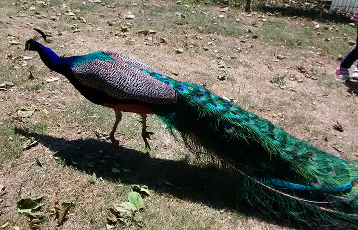05 - Peacock Pavão Holland Park Londres London